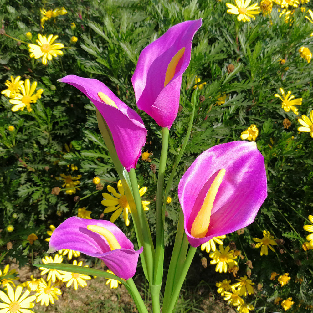 image_0